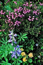 Pink Heather Lupine & Yellow Flowers